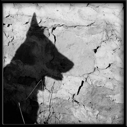 shadow_of_a_dog_final.jpg